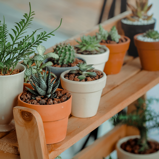 Indoor Plants Help Humidity In My Lash Room?